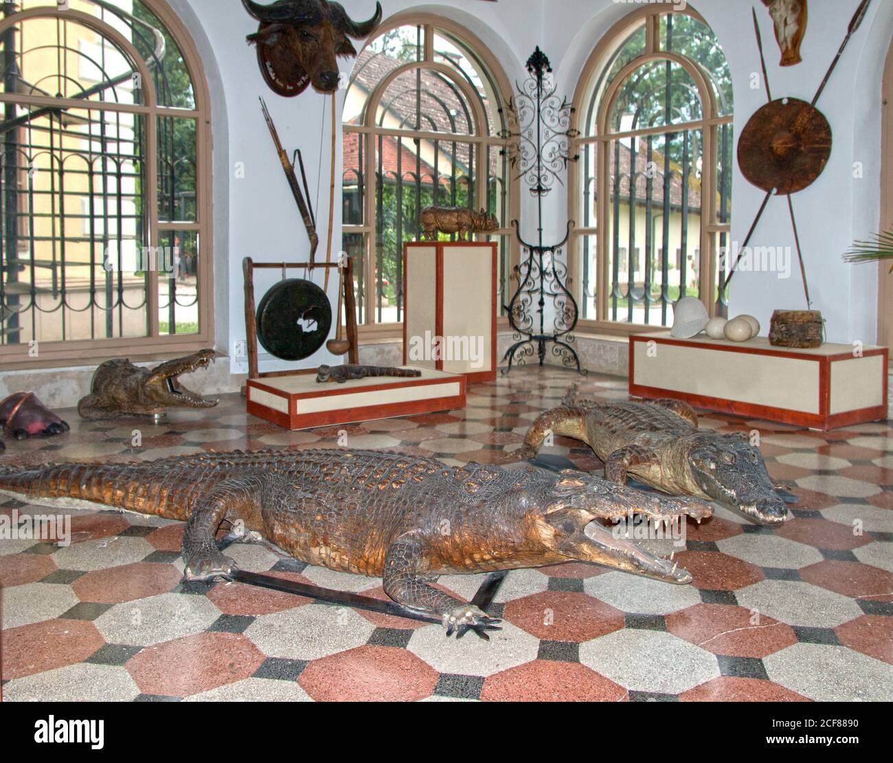 Reptiles peligrosos con dientes puntiagudos y afilados en el conservatorio del antiguo castillo de caza del conde Gyula Andrássy. Foto de stock