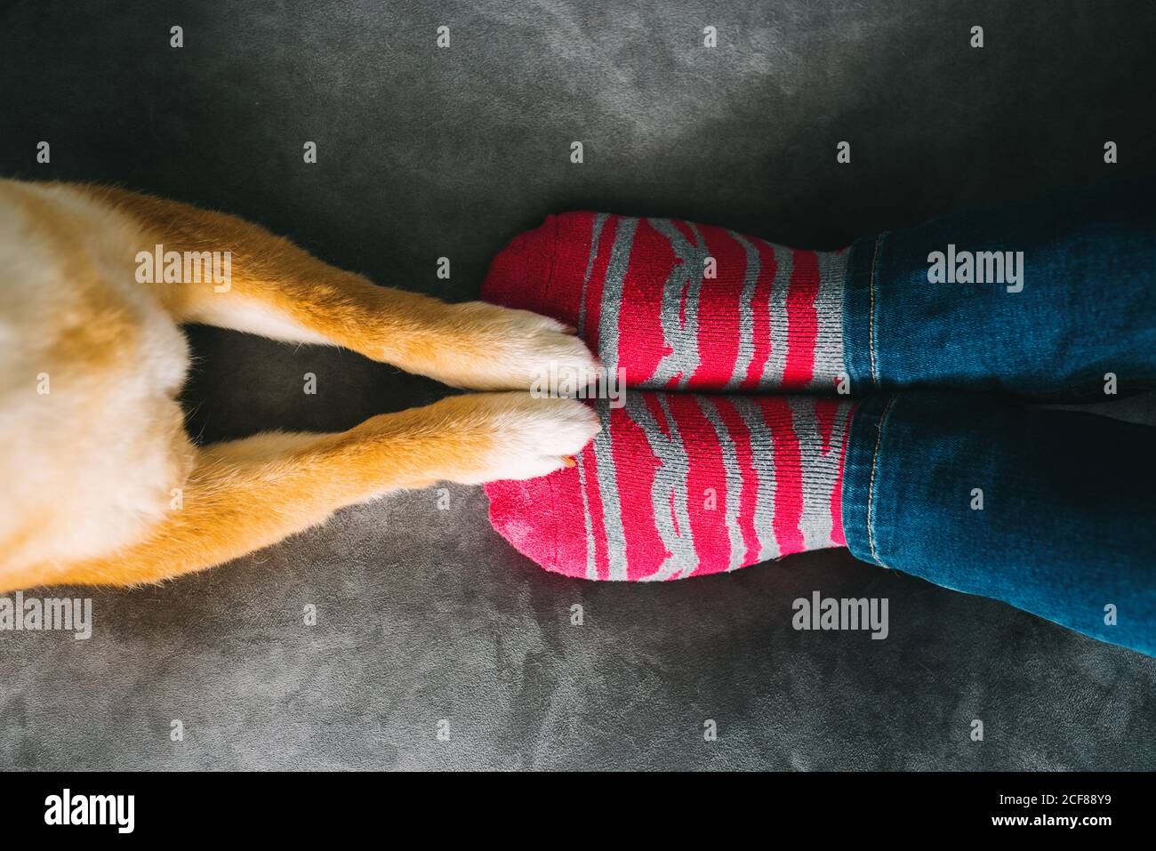 De arriba de la mujer irreconocible dueño de perro en jeans y.. Calcetines de rayas sentados en un cómodo sofá de felpa y una linda Shiba Perro Inu de pie con patas delanteras en el sofá Foto de stock