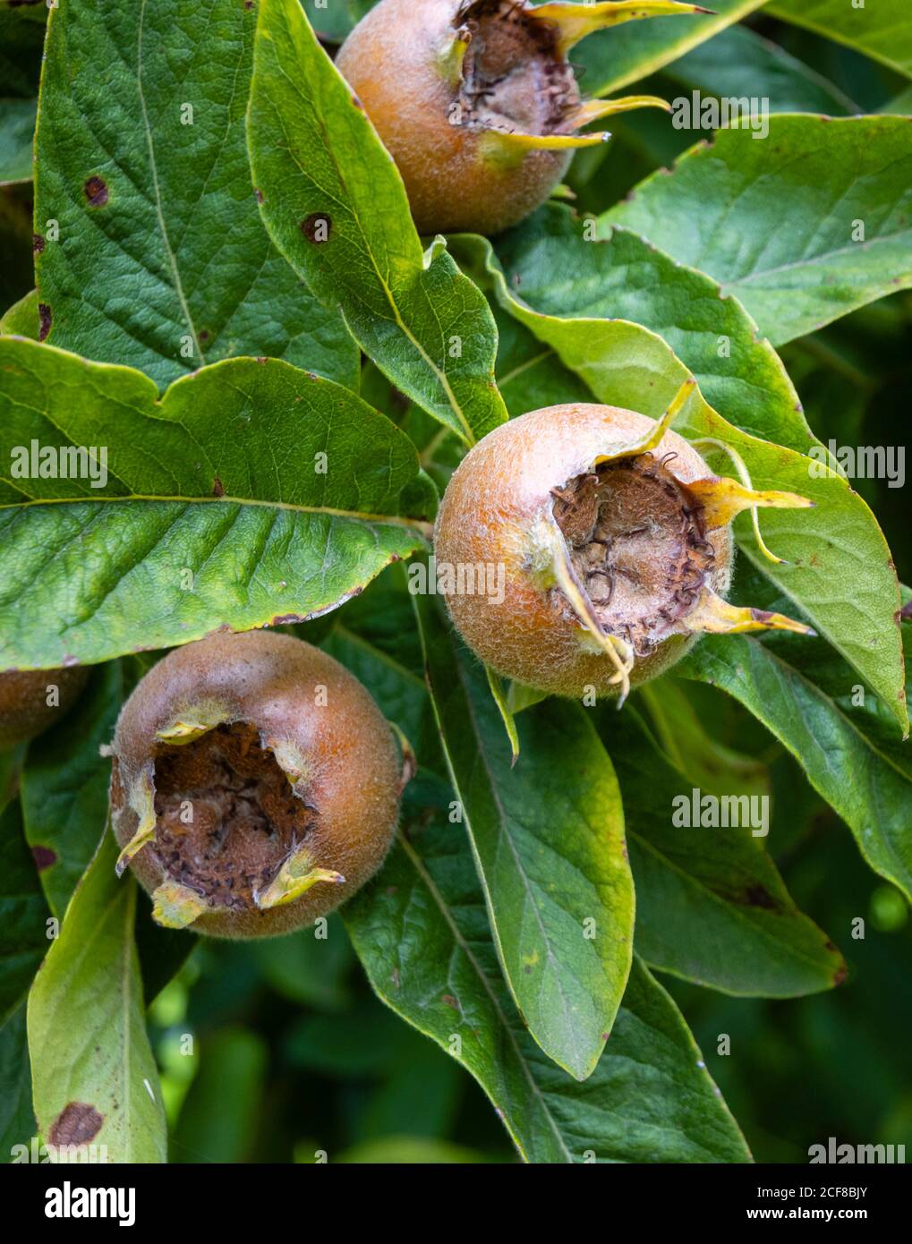 Frutos comestibles del medlar (Mespilus germanica) a finales del verano y principios del otoño, creciendo en Hampshire, sur de Inglaterra Foto de stock