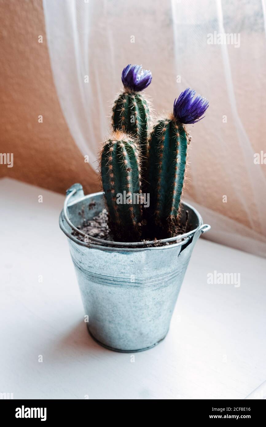 Potted violet fotografías e imágenes de alta resolución - Alamy