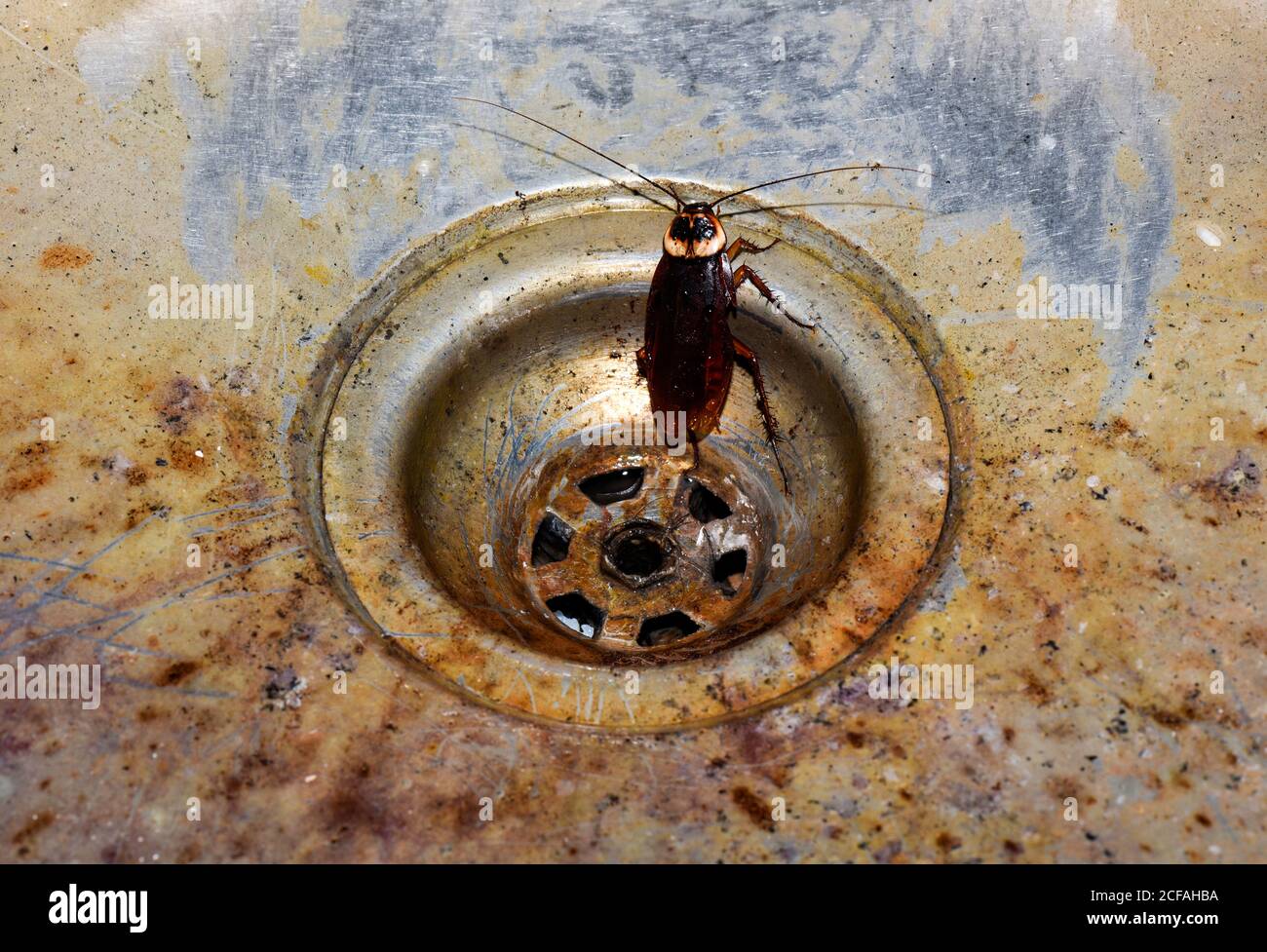 Leonardoda periscopio aguacero Cucaracha en un lavabo sucio en un hospital Fotografía de stock - Alamy