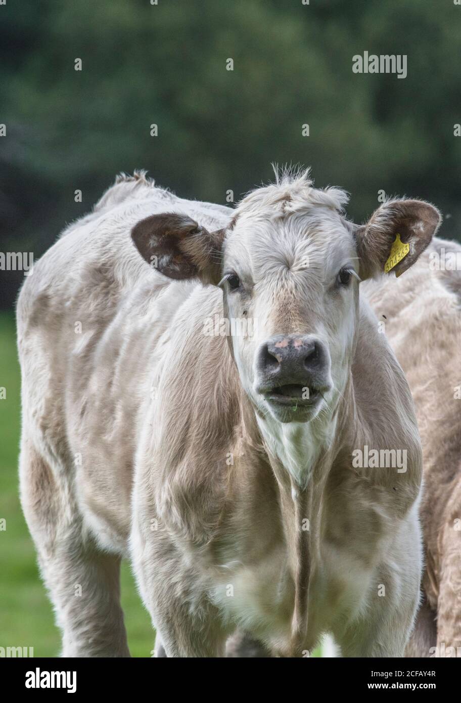Curioso e inquisitivo joven bullock que viene a mirar la cámara, pero warily. Para la ganadería del Reino Unido, la carne de vacuno británica, las vacas jóvenes en el campo, los animales de granja. Foto de stock