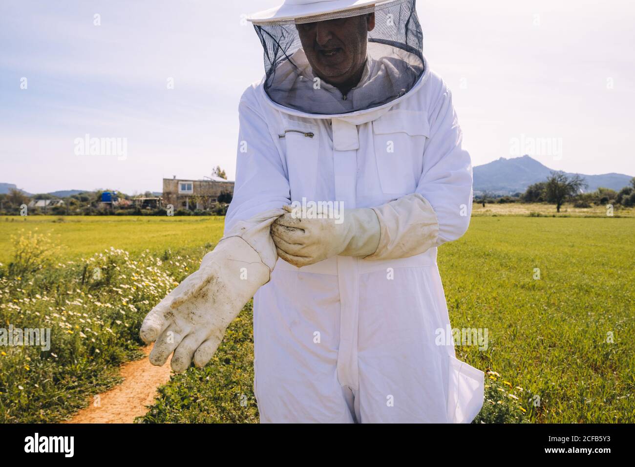 hombre apicultor con disfraz blanco poniendo guantes protectores mientras  está de pie sobre prado verde y preparándose para trabajar en el apiario  Fotografía de stock - Alamy