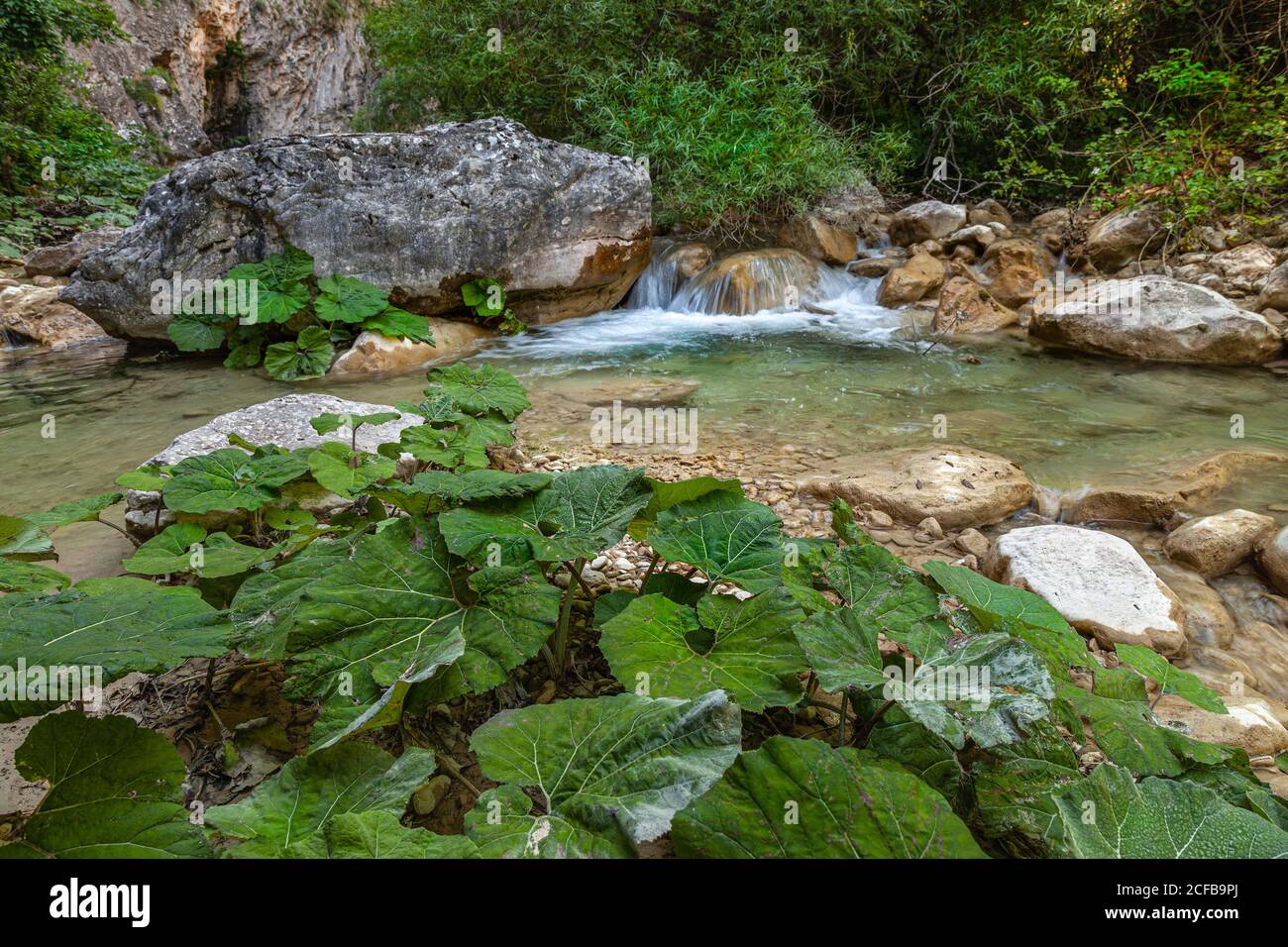 El butterbur, una planta medicinal que crece a lo largo de las orillas del torrente Garrafo. Acquasanta terme, Marche, Italia, Europa Foto de stock