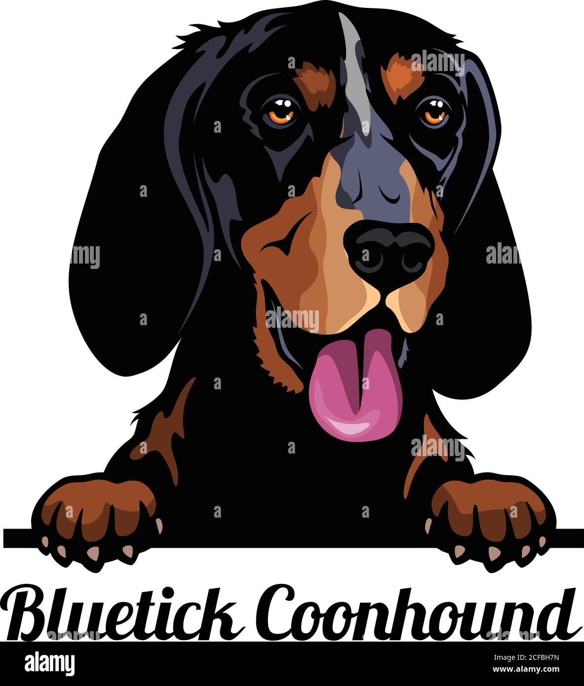 Bluetick Coondog - Perros de peeking de color - cabeza de la cara de la  raza aislado sobre blanco Imagen Vector de stock - Alamy