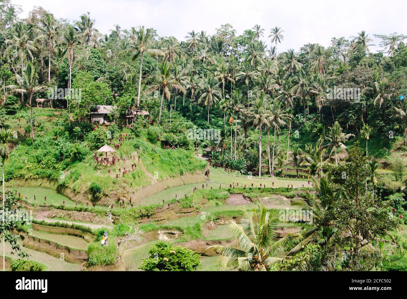 Terrazas de arroz en Ubud Bali Indonesia sin gente Foto de stock