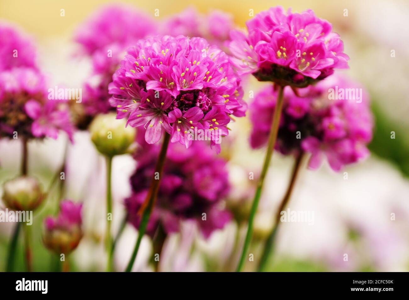 Flores de color rosa brillante creciendo en el parque Foto de stock