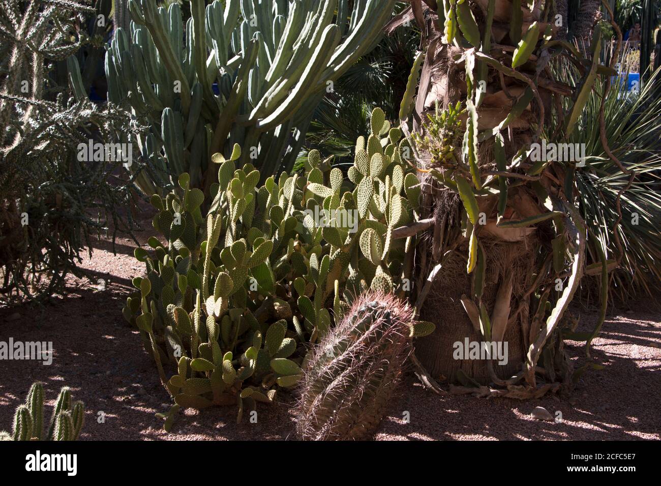 Jardín Majorelle YLS en Marrakech, jardín de cactus de palma Foto de stock