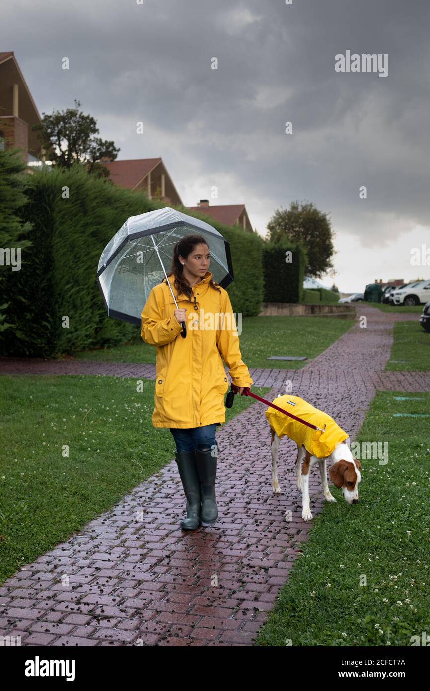 Mujer en chaqueta amarilla con capucha y botas de goma caminando Con  puntero Inglés en capa amarilla sobre la correa en lluvia día en la calle  Fotografía de stock - Alamy