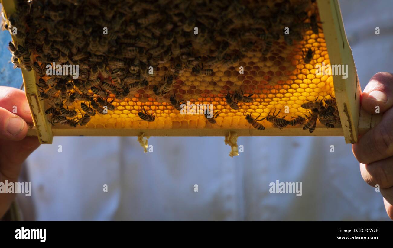 Una apicultura en el borde del bosque: La vida cotidiana de un apicultor. Los apicultores inspeccionan el panal. Foto de stock
