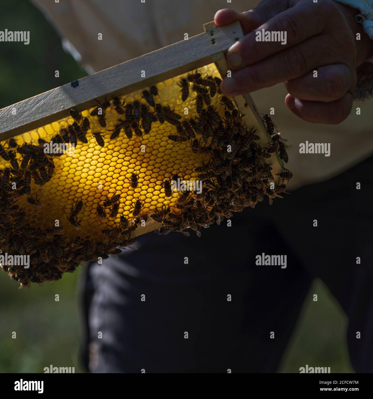 Una apicultura en el borde del bosque: La vida cotidiana de un apicultor. Los apicultores inspeccionan el panal. Foto de stock