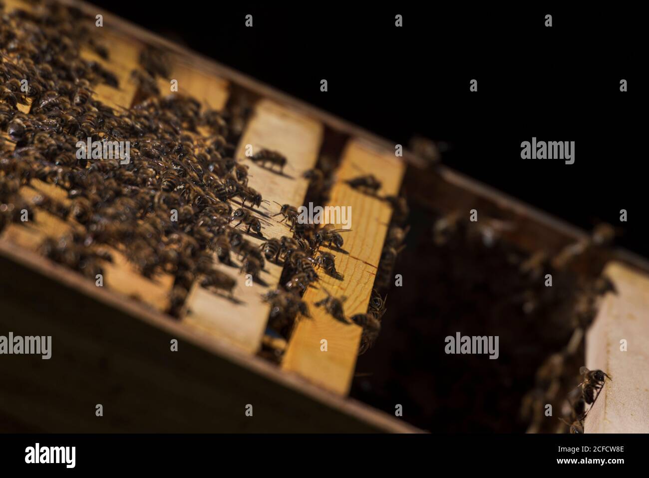 Una apicultura en el borde del bosque: La vida cotidiana de un apicultor. Abejas melíferas en el apiario. Foto de stock