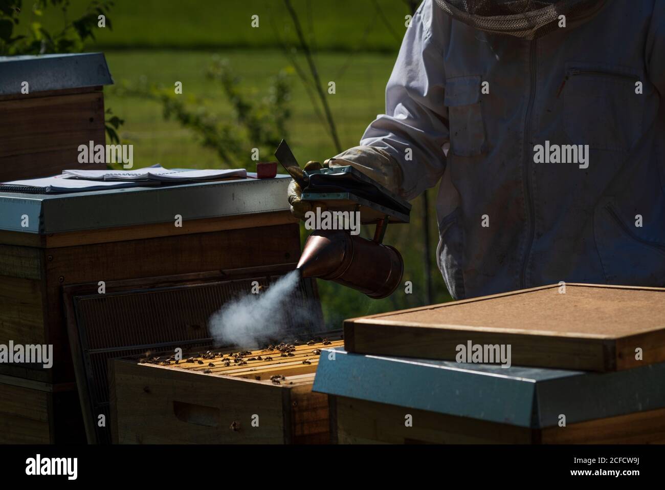 Una apicultura en el borde del bosque: La vida cotidiana de un apicultor. El fumador se usa para generar humo en el apiario. El humo calma a las abejas Foto de stock