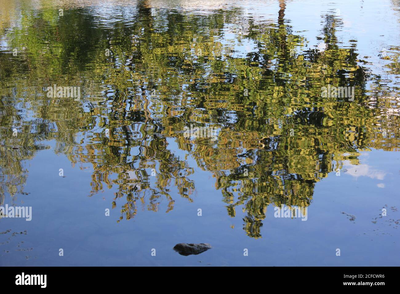 Reflejos de los árboles en el lago en la Reserva Forestal del Condado de Belleau Lake Cook en des Plaines, Illinois, EE.UU. Foto de stock