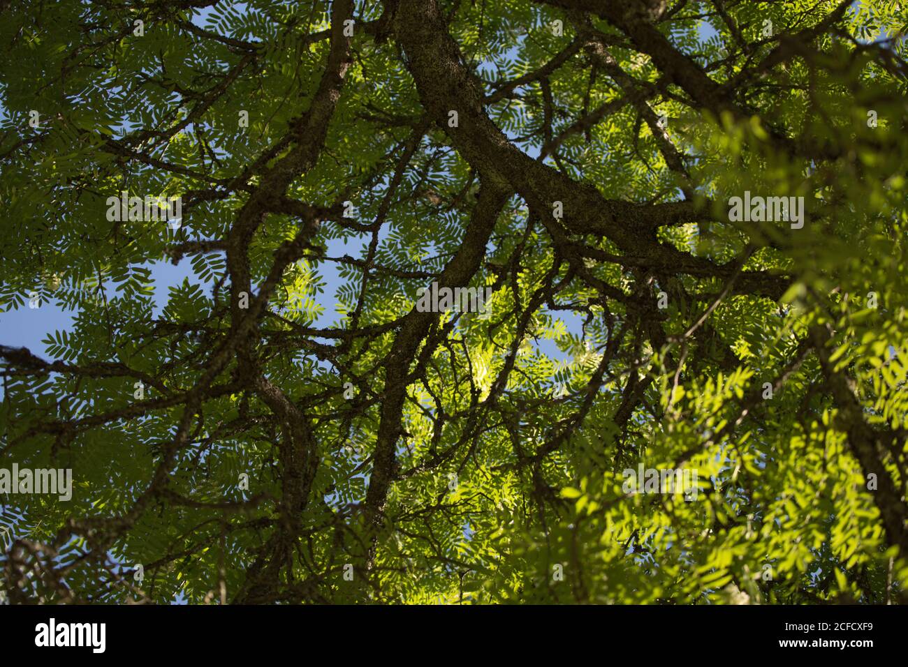 Vista hacia arriba a las ramas de rowan contra el cielo azul Foto de stock