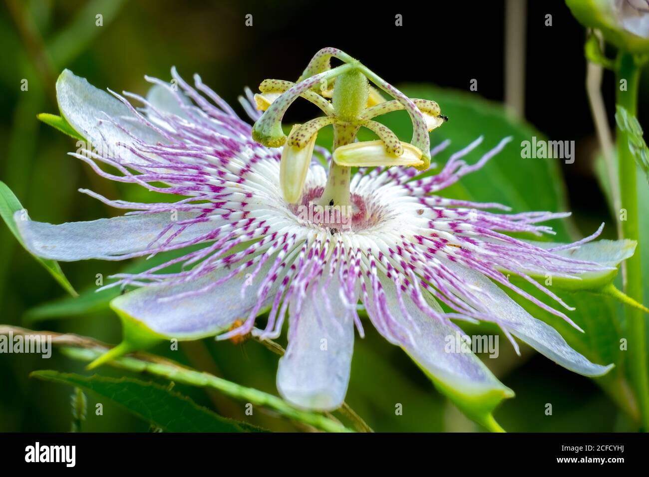 Una pasionflower púrpura, también conocida como flor de maípopa. Raleigh, Carolina del Norte. Foto de stock