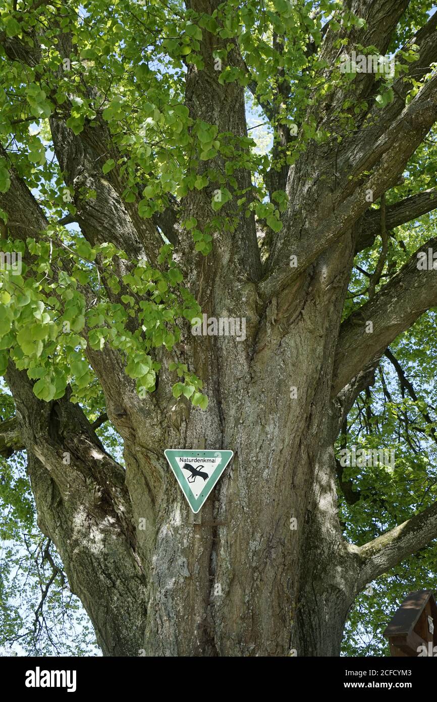 Tronco de árbol grande fotografías e imágenes de alta resolución - Alamy