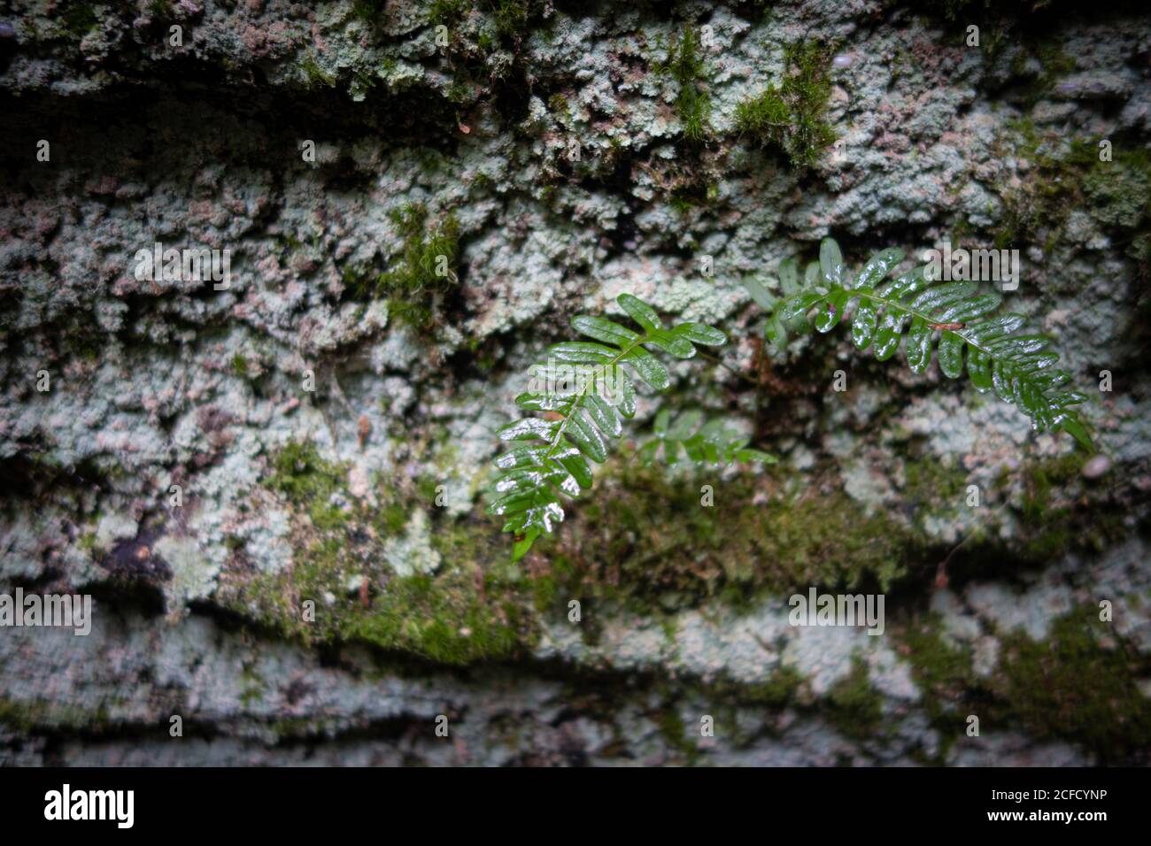 Moss en rocas en el Parque Escénico Panama Rocks, Condado de Chautauqua, Nueva York, Estados Unidos - un antiguo bosque petrificado de conglomerado de cuarzo Foto de stock