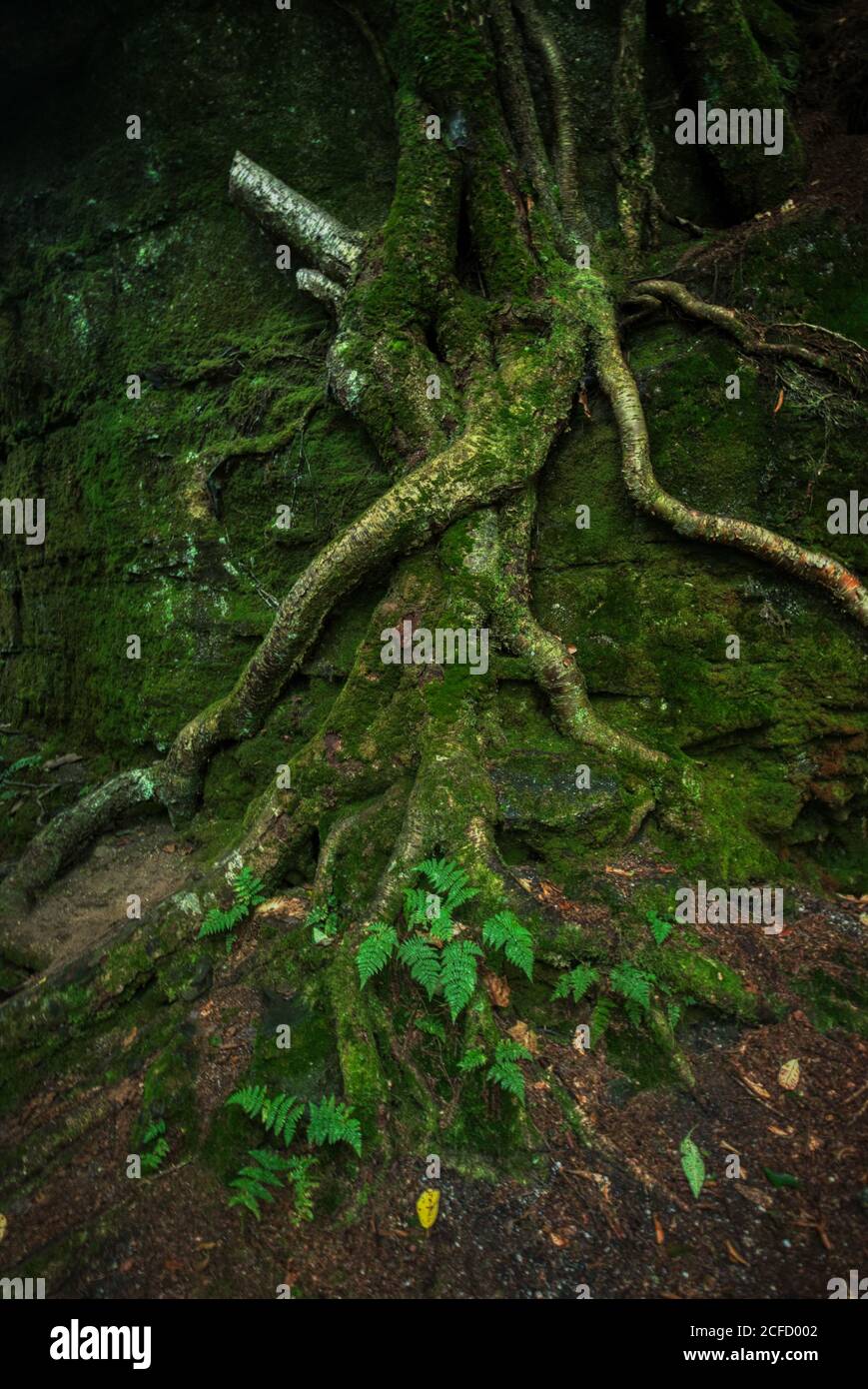 Panama Rocks Scenic Park, Condado de Chautauqua, Nueva York, EE.UU. - un antiguo bosque petrificado de conglomerado de cuarzo Foto de stock