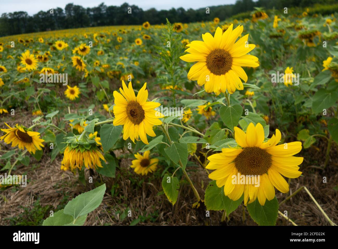 Un campo de girasoles en flor Foto de stock