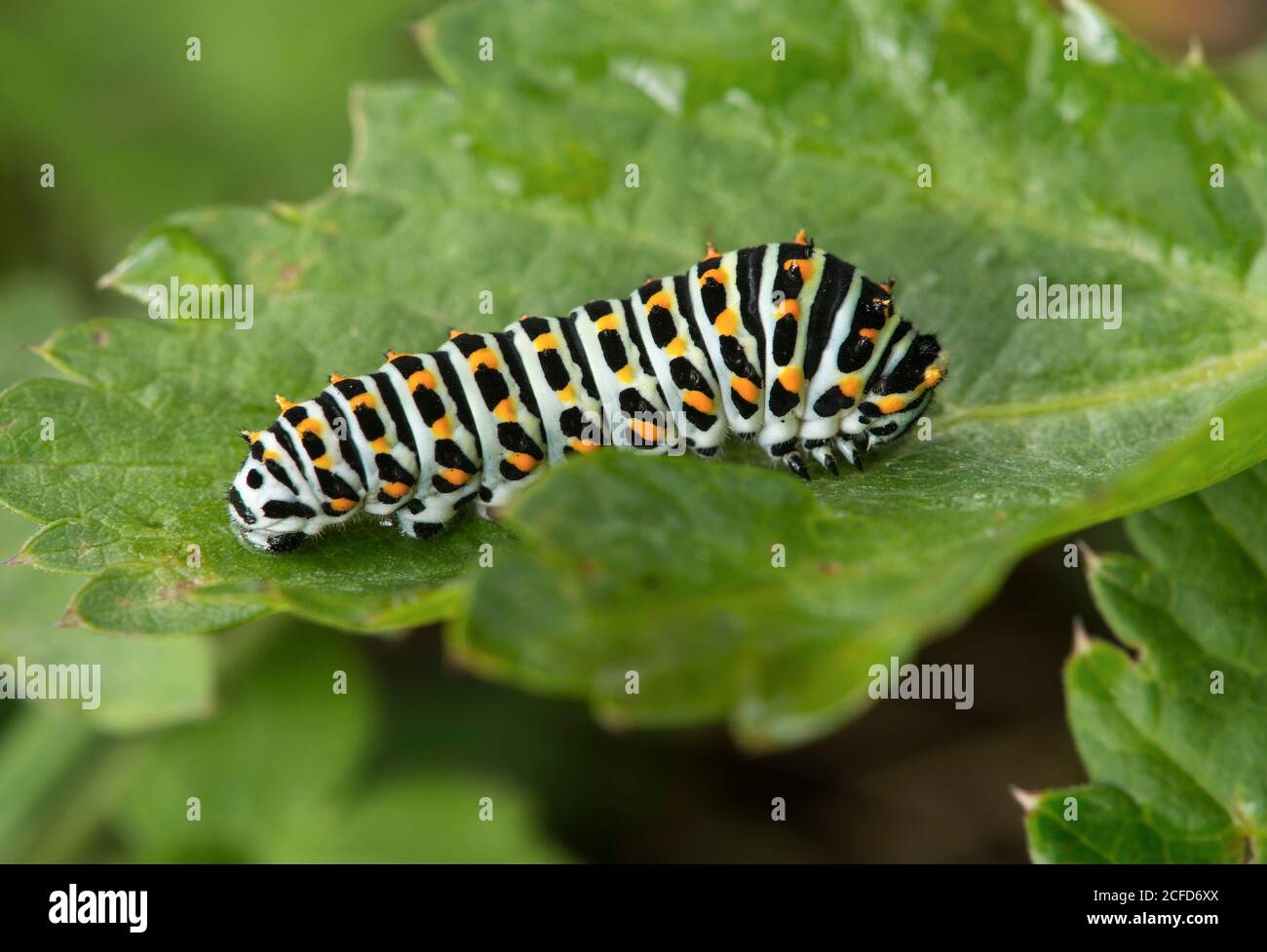 Caterpillar of the Swallowtail Butterfly (Papilio machaon), Knight Butterfly Family (Papilionidae), Gasterntal, Kandersteg, Suiza Foto de stock
