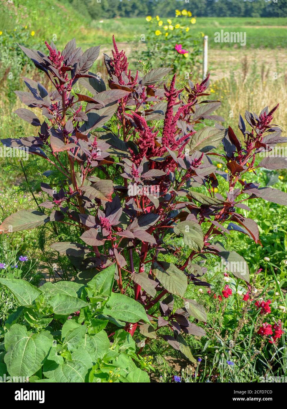 Amaranth vegetal - Cola de hojas rojas (Amaranthus) crece en el jardín Foto de stock