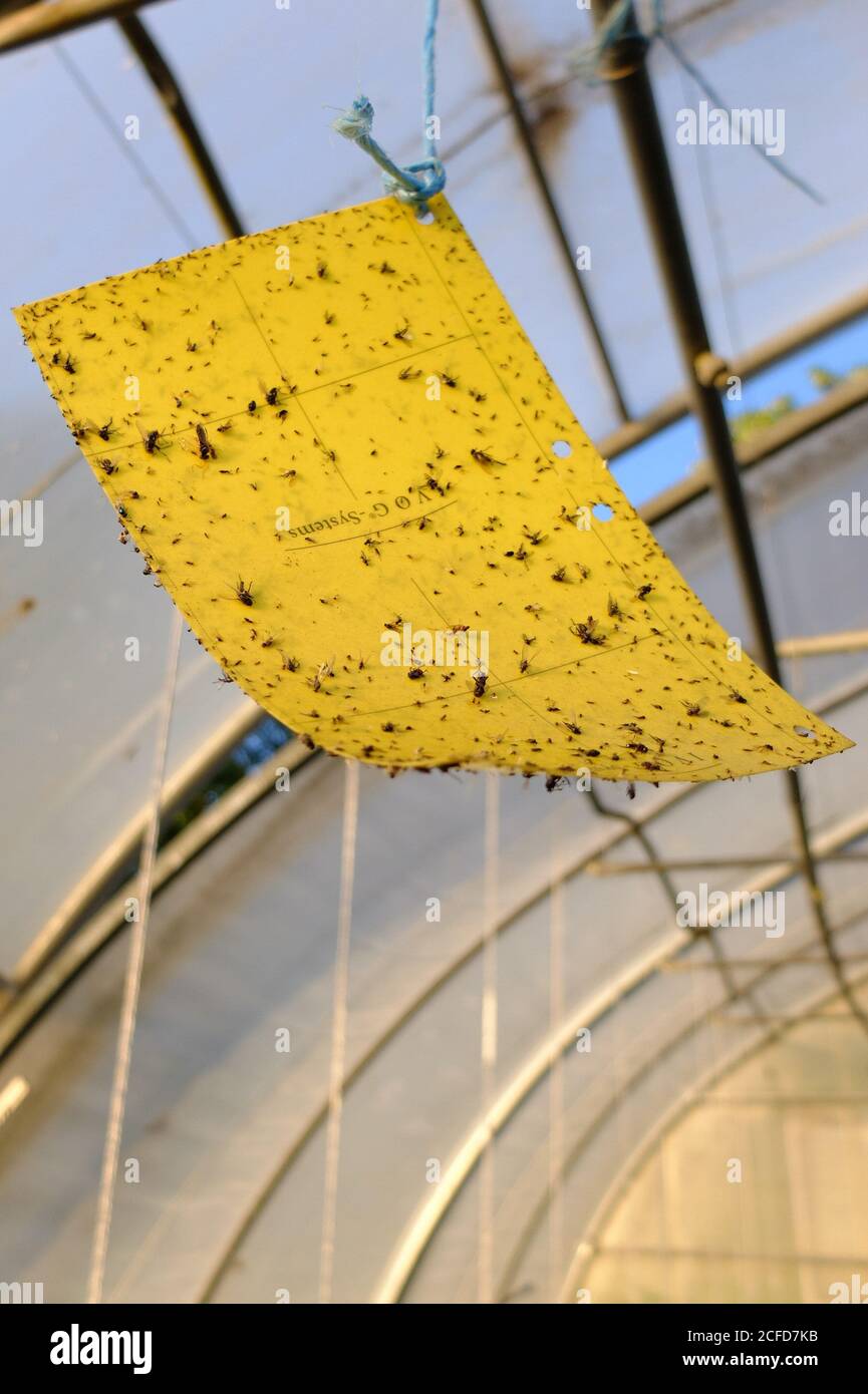 Tabla amarilla (trampa de pegamento) para el control de plagas en el invernadero Foto de stock