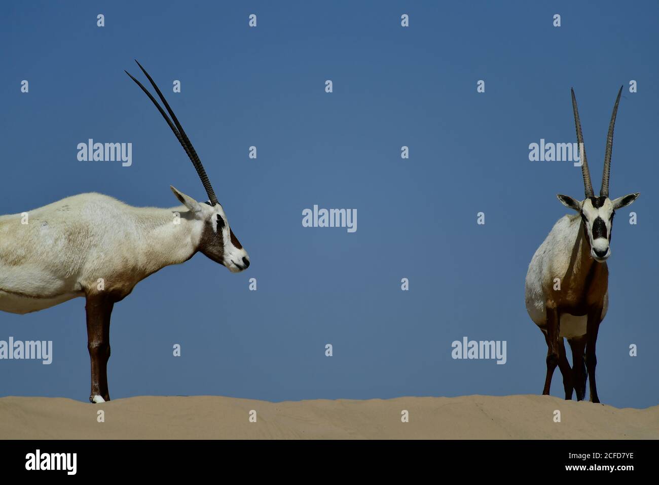 Oryx árabe (Oryx leucoryx) rodeado de cielos azules soleados en la Reserva de Conservación del Desierto de al Marmoom, Emiratos Árabes Unidos Foto de stock