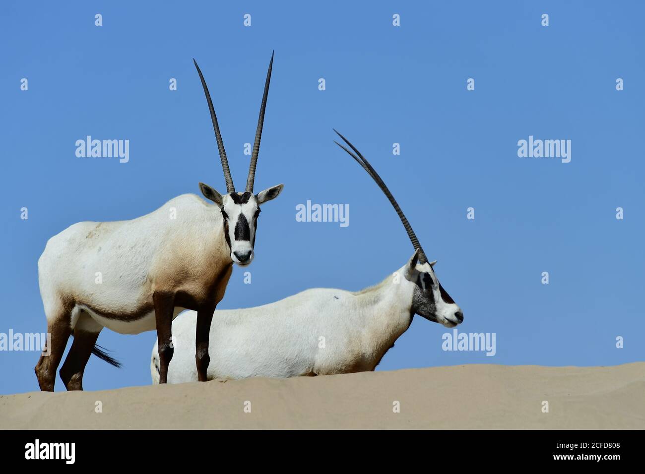 Oryx árabe (Oryx leucoryx) rodeado de cielos azules soleados en la Reserva de Conservación del Desierto de al Marmoom, Emiratos Árabes Unidos Foto de stock