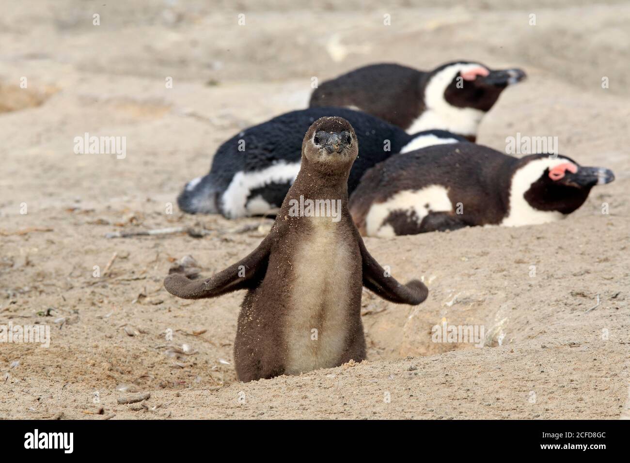 Pingüino africano (Spheniscus demersus), animal joven, grupo, en la cueva de cría, playa, en tierra, Boulders Beach, Simon's Town, Cabo Occidental, Sudáfrica Foto de stock