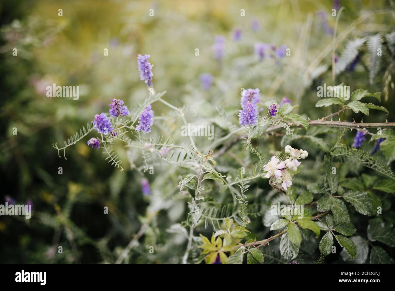 Planta trepadora con flores moradas fotografías e imágenes de alta  resolución - Alamy