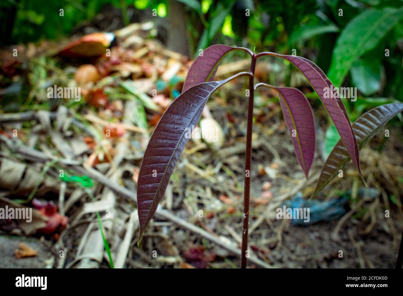 Mango De Bebe Fotos E Imagenes De Stock Alamy