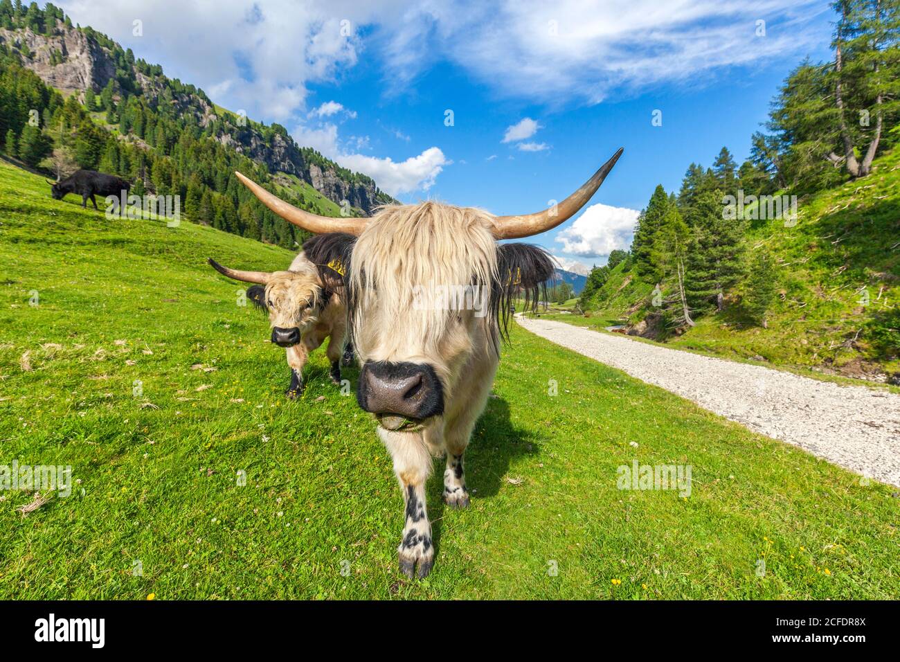 yaks domésticos pastando en val duron, val di fassa, campitello di fassa, trentino alto adige, italia Foto de stock