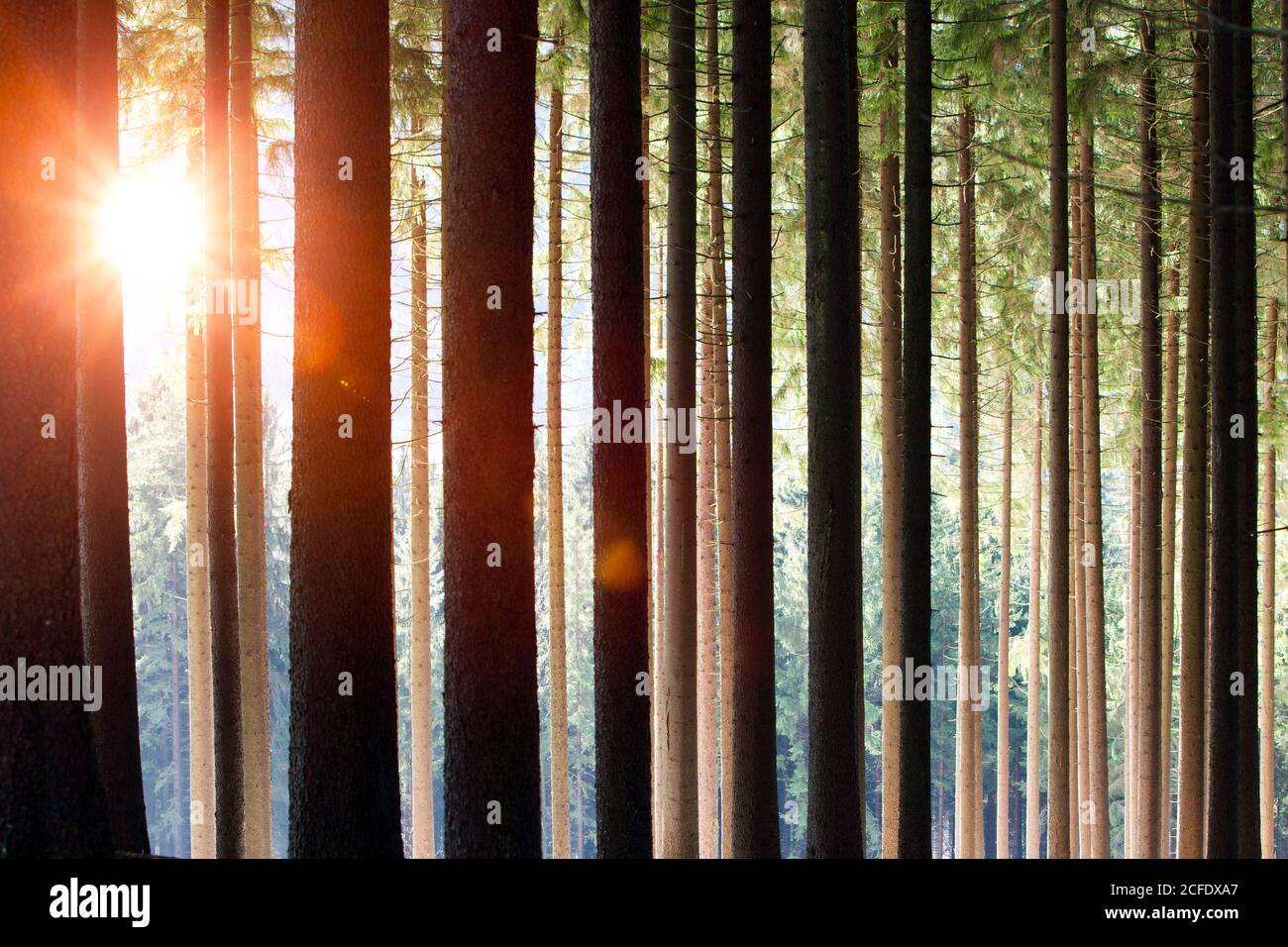 Haz de luz en el bosque Foto de stock