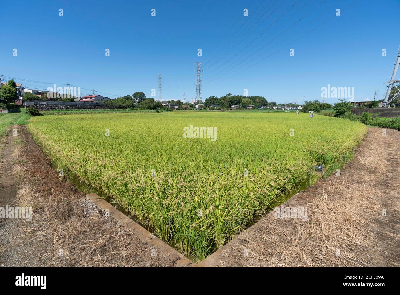 Campo de arroz en septiembre (finales de verano, principios de otoño), la ciudad de Isehara, Prefectura de Kanagawa, Japón. Foto de stock