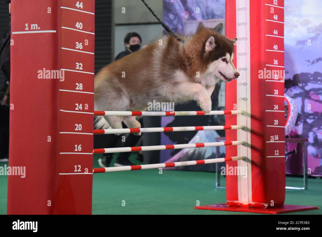 Un perro siberiano de Husky visto saltar una valla durante una actuación en  la expo en BITEC Bangna.la celebración del 20º aniversario de la Expo de  mascotas Tailandia 2020 es una exposición
