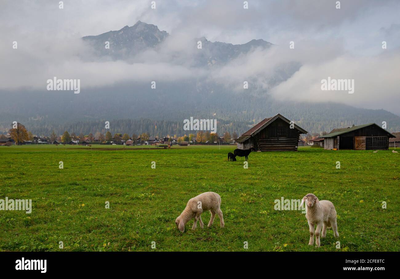 Ovejas blancas y negras jóvenes, ovejas baby, ovejas jóvenes, cordero, ovejas domésticas, Ovis gmelini aries, prado verde, Kramer, Bauernstadel, nubes, niebla, Foto de stock