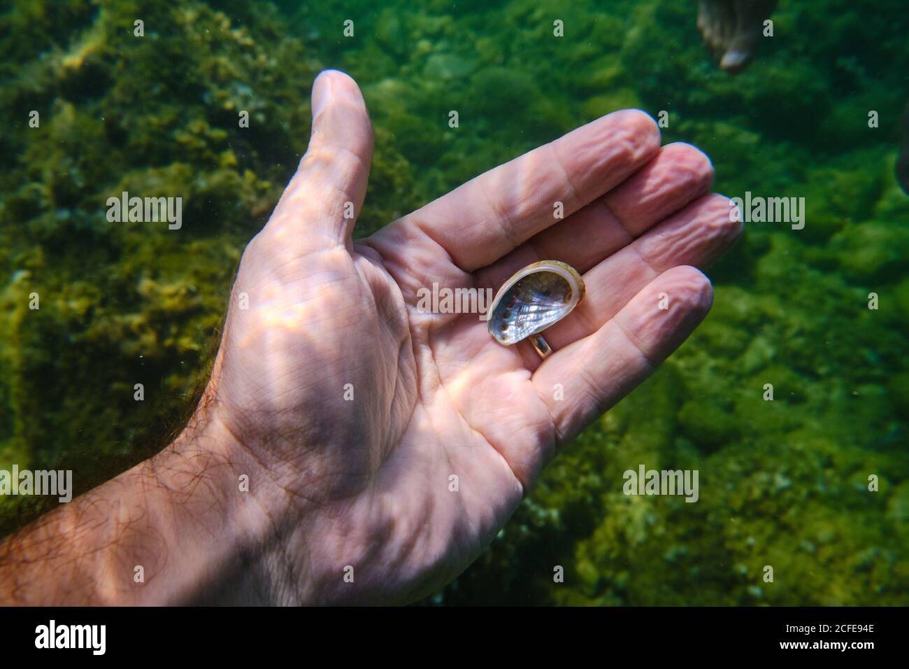 Cosecha mano macho bajo el agua sosteniendo un poco de almeja mientras buceaba aguas claras del mar sobre el fondo marino verde Foto de stock