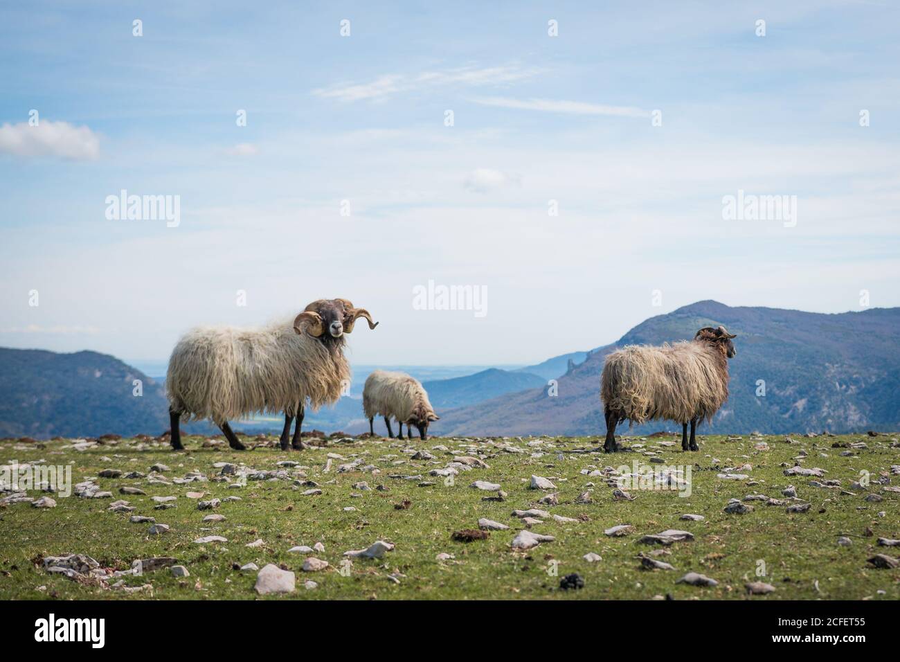 Rebaño de ovejas de montaña esponjosas pastando y comiendo hierba adentro pradera verde Foto de stock