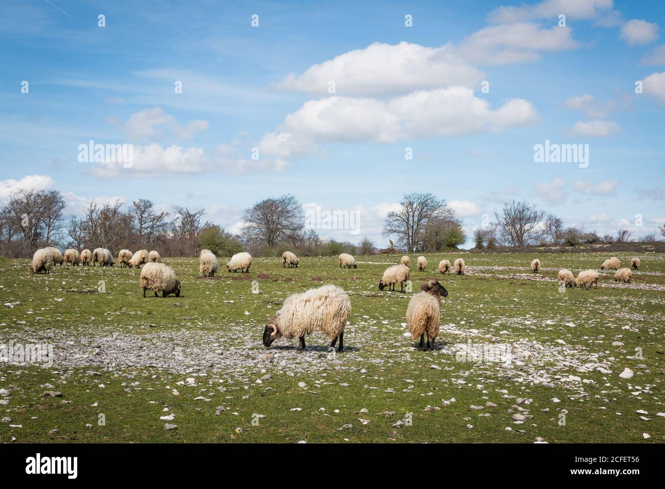 Rebaño de ovejas de montaña esponjosas pastando y comiendo hierba adentro pradera verde Foto de stock