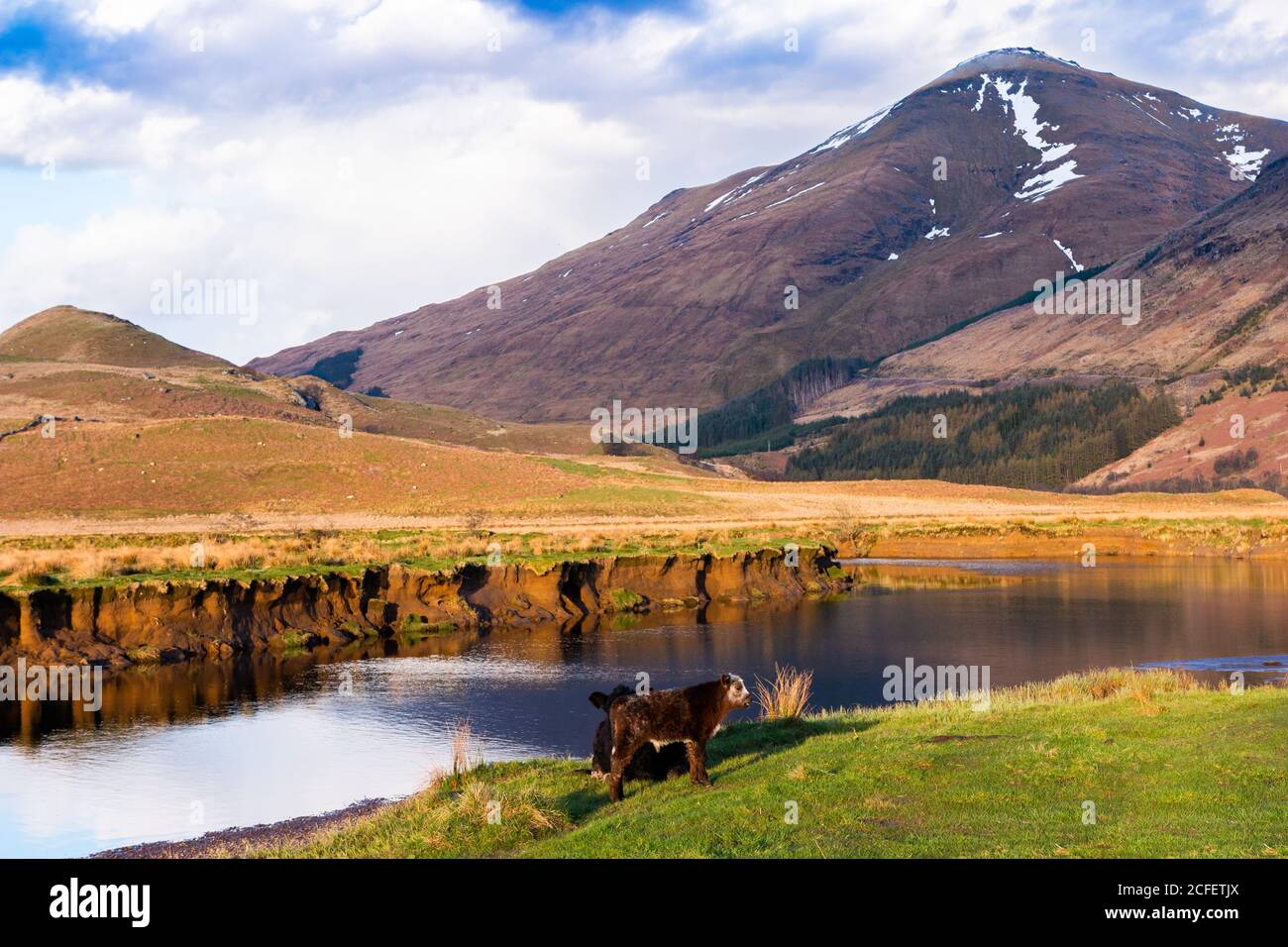 Pintoresco paisaje rural con vacas pastando en hierba verde cerca Río tranquilo contra la montaña en el soleado día de primavera en Escocia Tierras altas Foto de stock