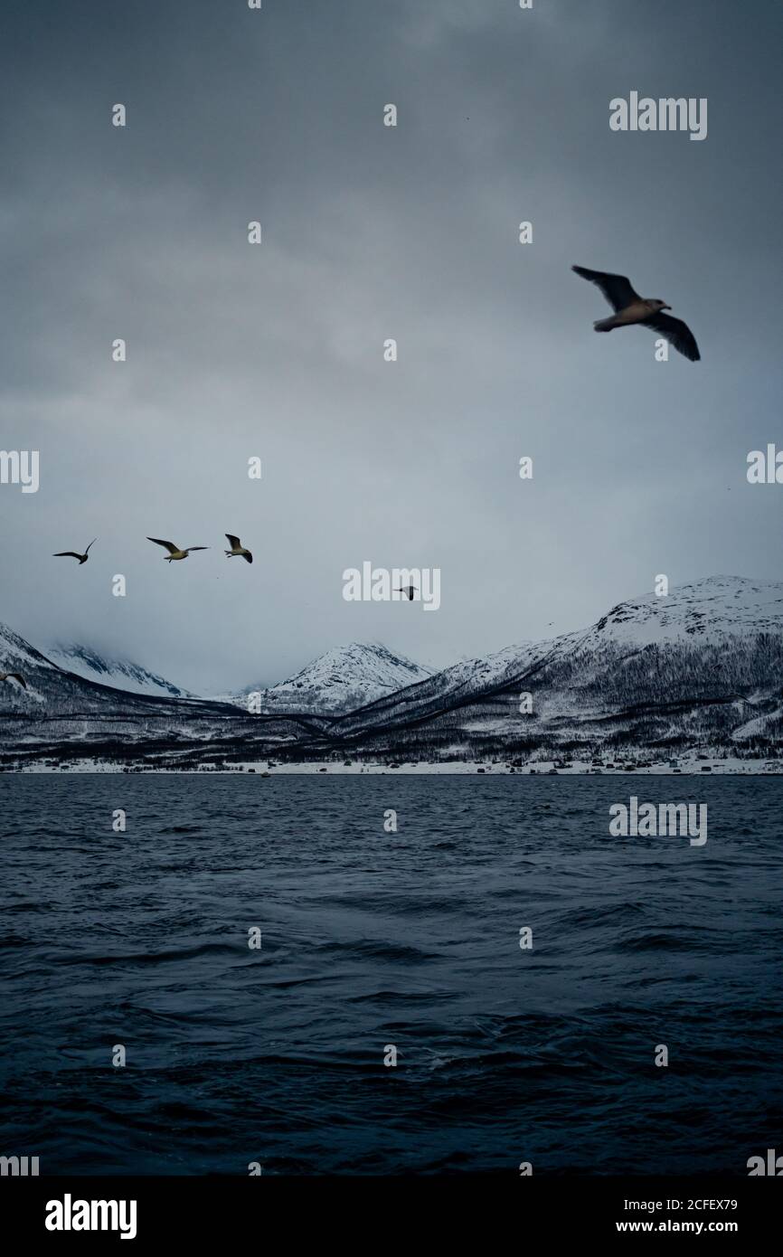 Agua de mar con aves volando en el cielo nublado gris contra La costa de montaña nevada en invierno en Noruega Foto de stock