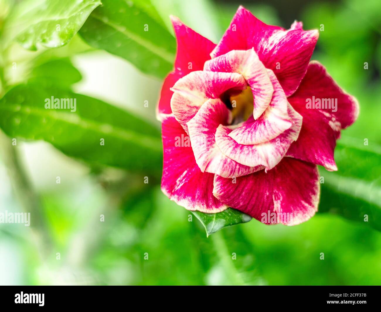 Flor roja Adenium Obesum. Flor tropical, flor de rosa del desierto  Fotografía de stock - Alamy