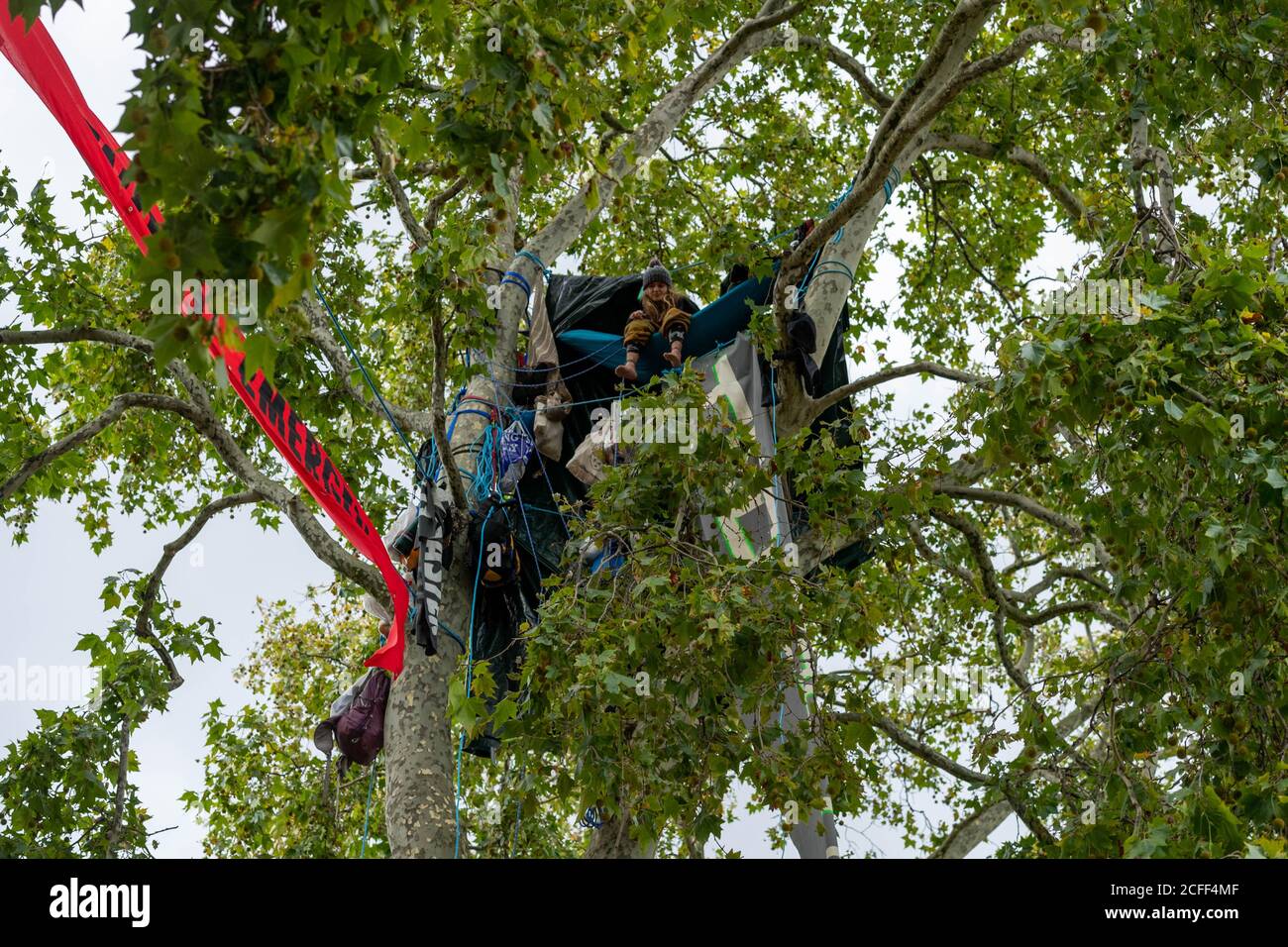 Londres, Reino Unido. 5 de septiembre de 2020. Los manifestantes ambientalistas se instalaron en un campamento en lo alto de los árboles en Parliament Square London UK crédito: Ian Davidson/Alamy Live News Foto de stock
