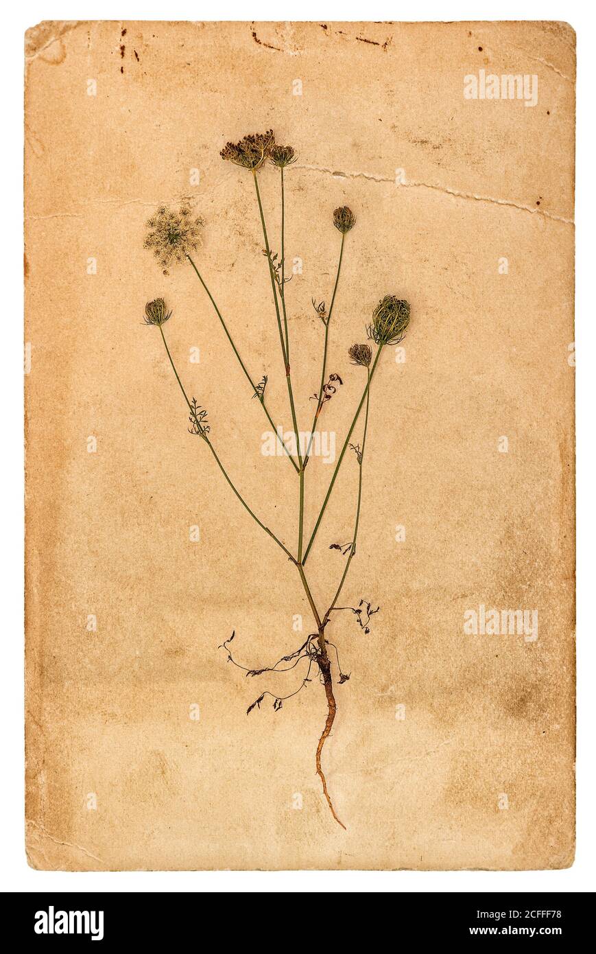 Página de papel usada con herbario vegetal sobre fondo blanco Foto de stock