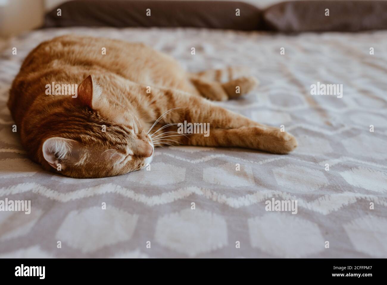 Lindo y esponjoso gato de jengibre durmiente tranquilamente en una cómoda cama en la habitación Foto de stock