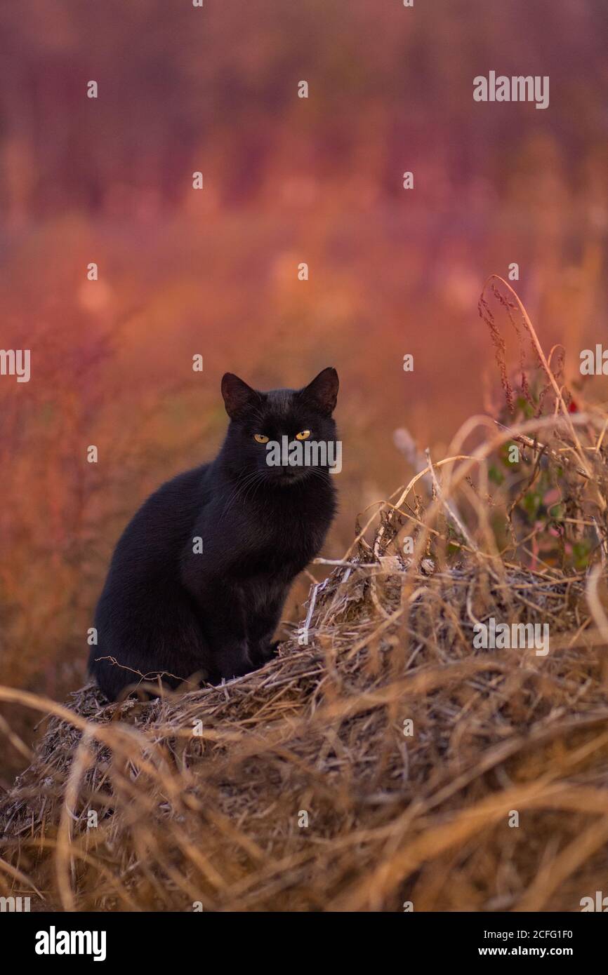 Gato divertido en el otoño en rojo naranja amarillo hojas de otoño. Gatito divertido en hojas amarillas de otoño. Foto de stock