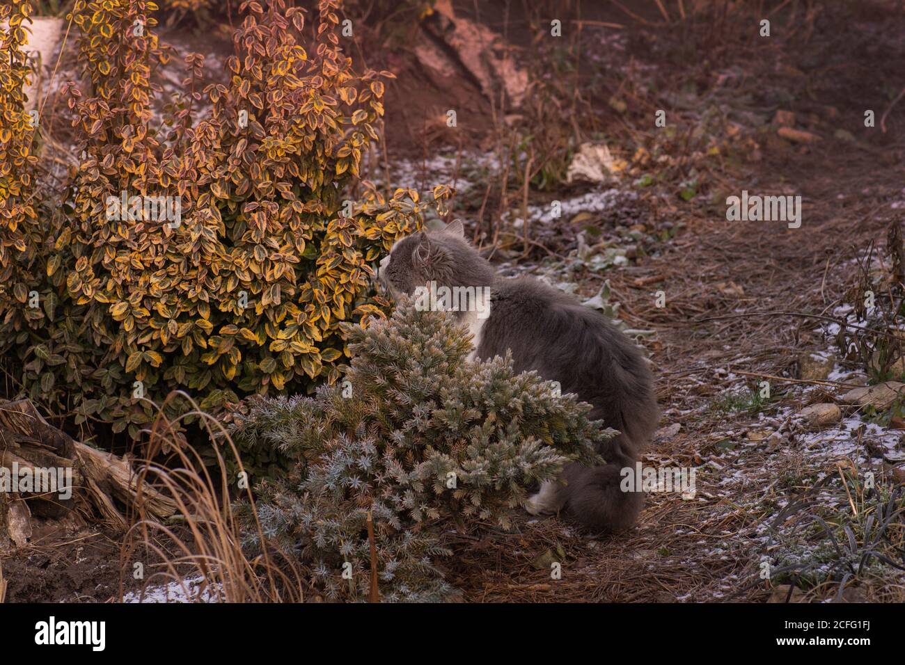 Gatito divertido en hojas amarillas de otoño. Gato esponjoso en el parque de otoño. Foto de stock