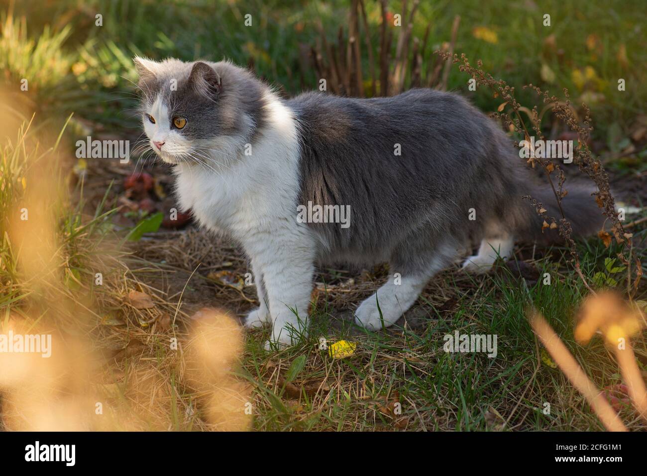 Gatito divertido en hojas amarillas de otoño. Gato jugando en otoño con follaje. Gatito británico en hojas de color sobre la naturaleza. Foto de stock