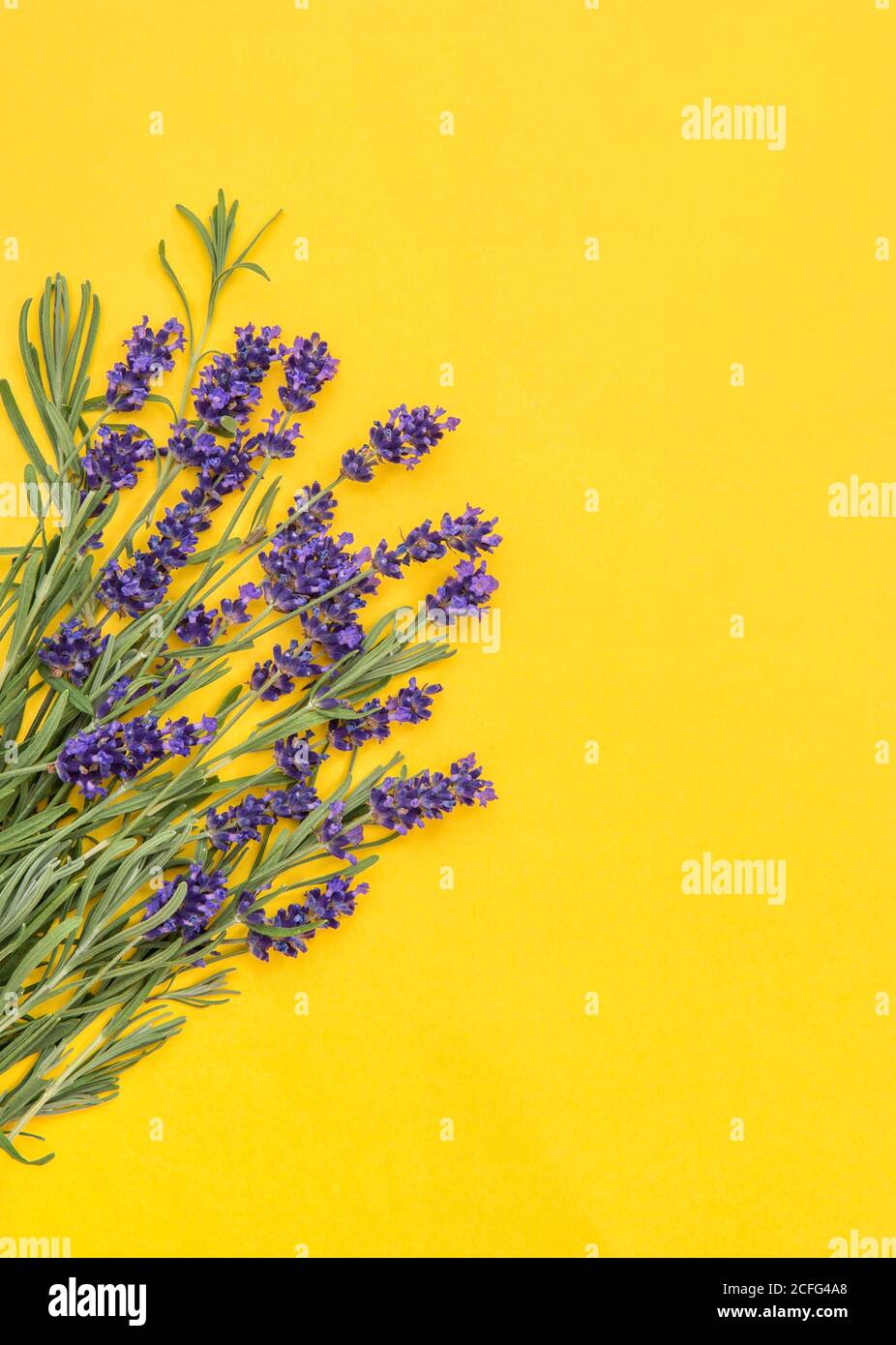 Flores de lavanda sobre fondo amarillo. Borde botánico floral Foto de stock